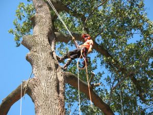 P & H Tree Service And Landscaping LLC provides affordable tree service in Wenatchee, WA Affordable Tree Service