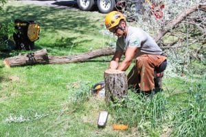 P & H Tree Service And Landscaping LLC provides tree pruning in Wenatchee, WA Tree Pruning