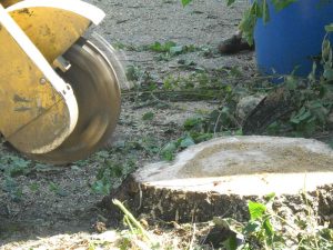 Tree Pruning Wenatchee, WA Tree Pruning