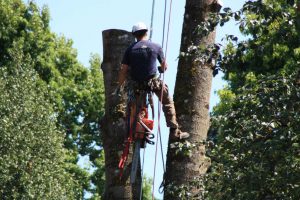 Tree Service in Wenatchee, WA Tree Service